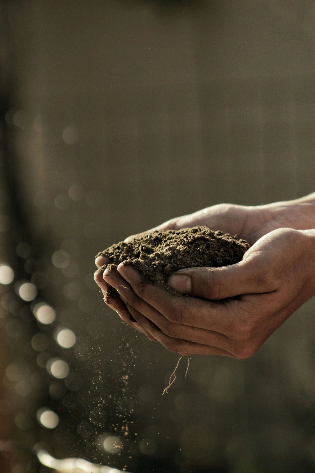 C'est quoi l'agriculture biologique ? Ce que cela signifie vraiment pour nos produits