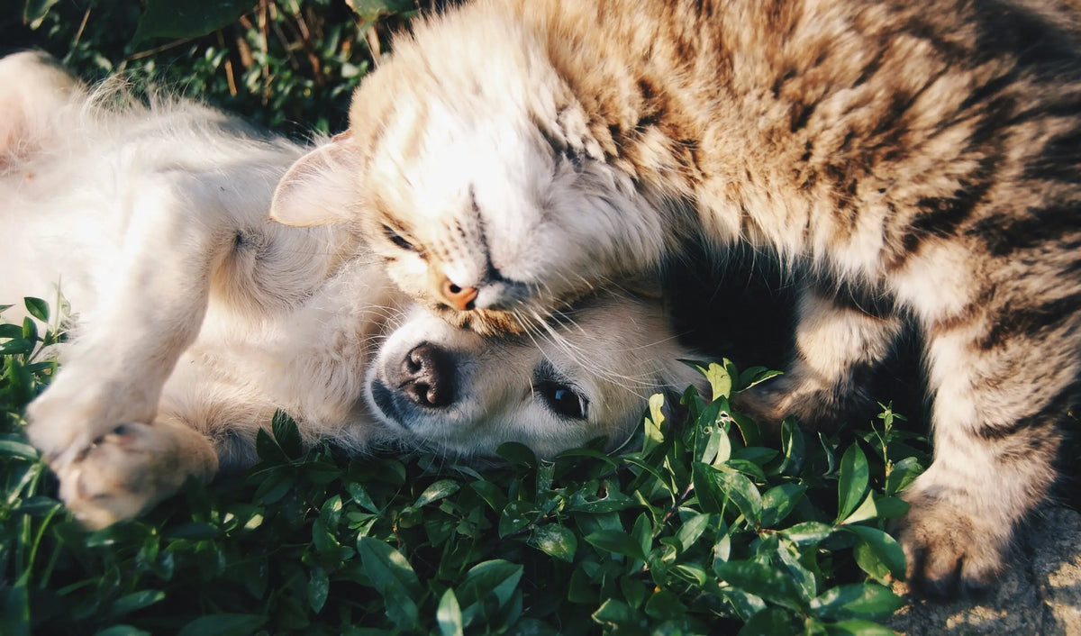 La lavande et les animaux de compagnie : ce qu'il faut savoir avant d'utiliser nos produits