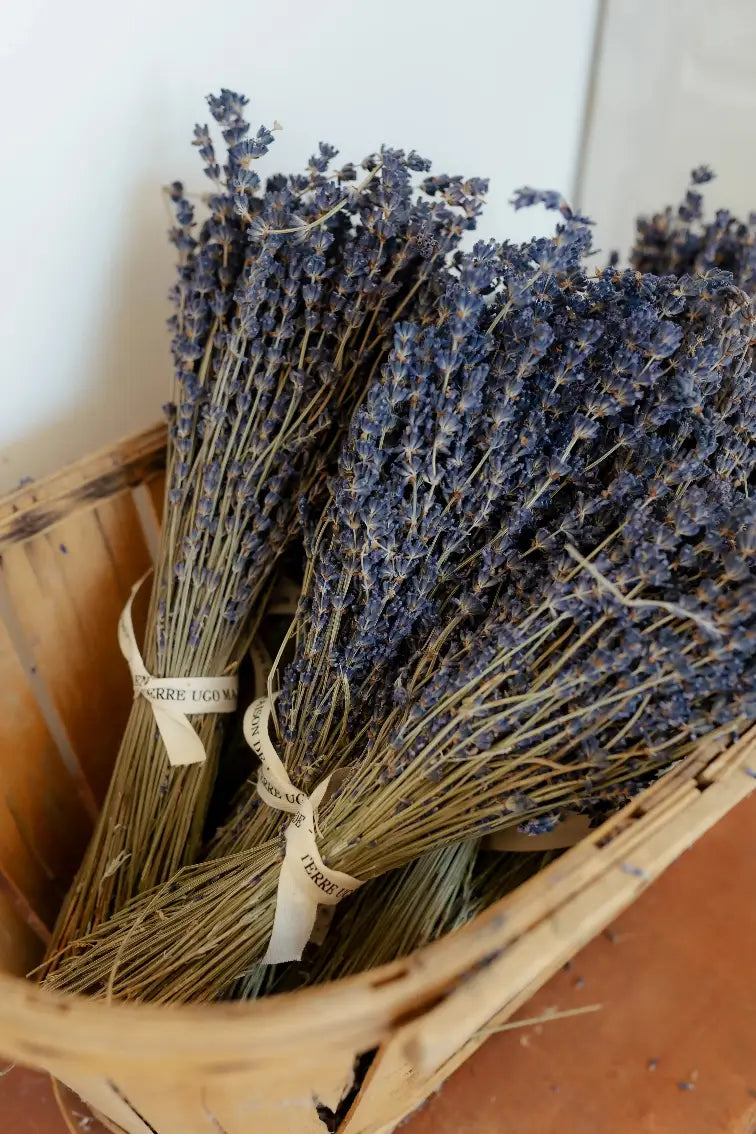 Bouquets de lavande de Terre Ugo exposés en boutique. 