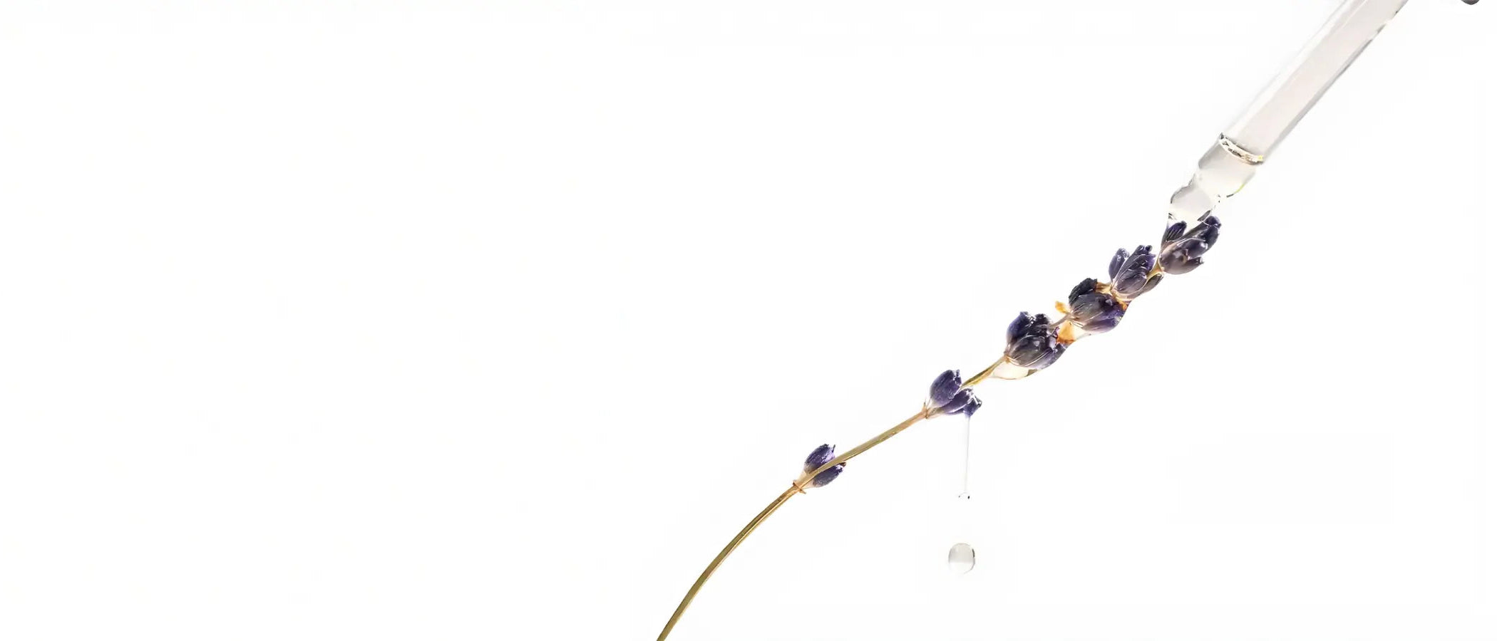 Brin de lavande de Terre Ugo avec un goutte d'huile essentielle tombante. 