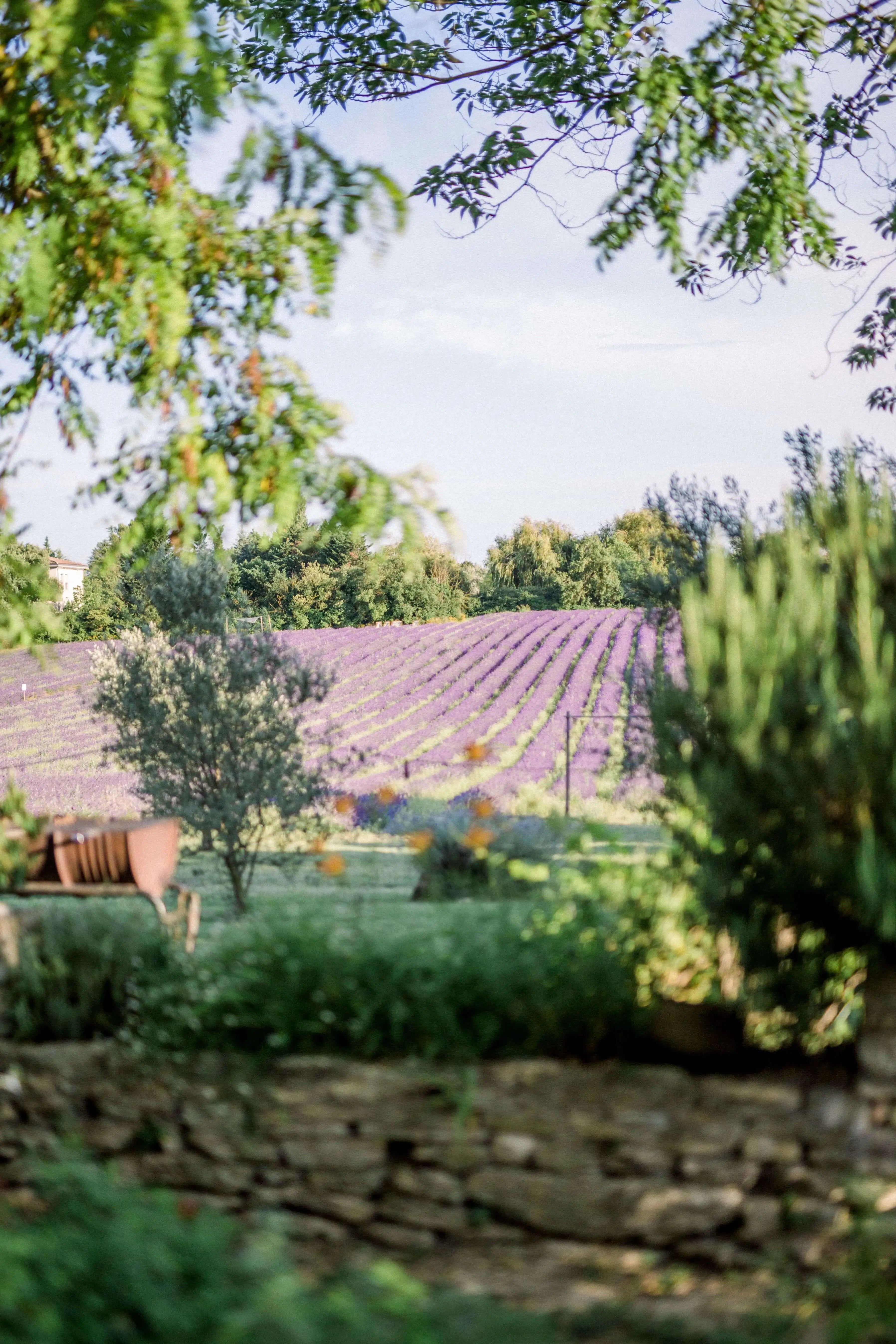 Champ de lavande de notre domaine en pleine floraison pendant la saison d'été.