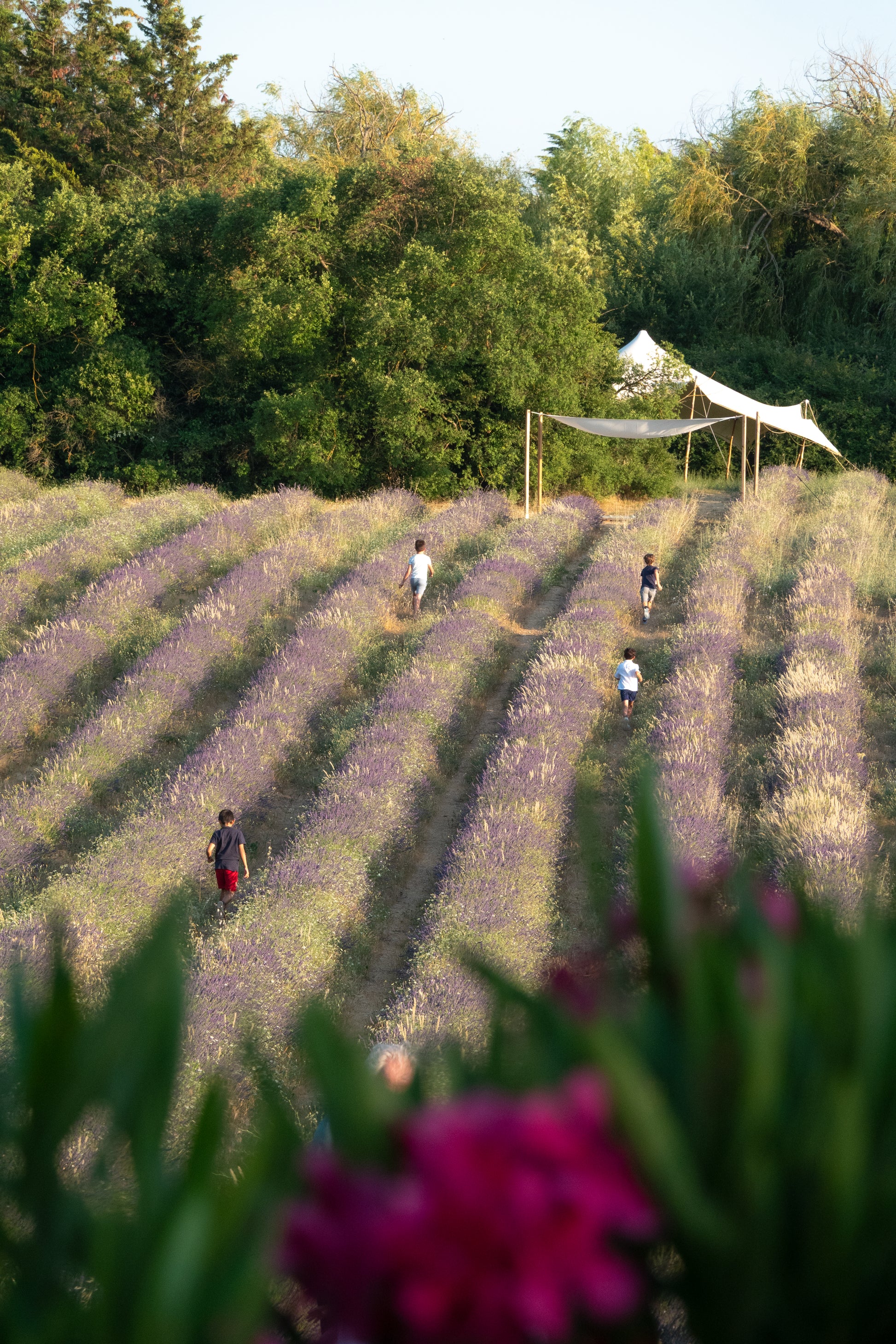 Des enfants qui courent dans le champs de lavande de notre domaine une après-midi d'été.