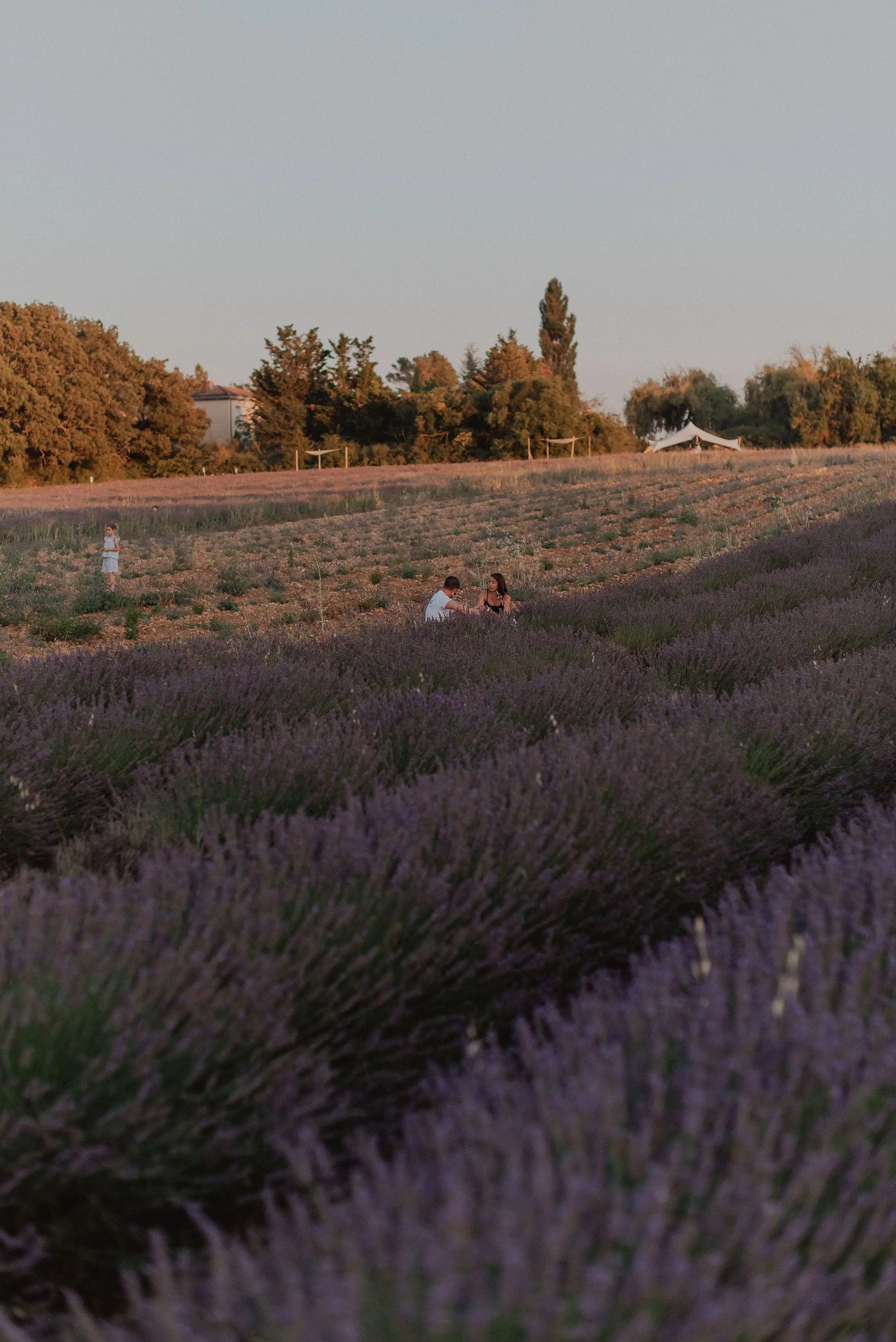 Pique-nique au milieu du champ de lavande pendant le pic de la floraison en Juillet. 