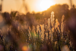 Fleurs du champ de Terre Ugo au coucher de soleil, pour bouquets des fleurs en verre et fioles. 