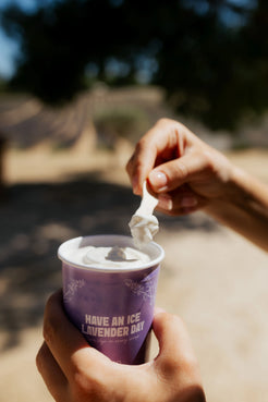 Dégustation de notre glace de lavande Terre Ugo. 