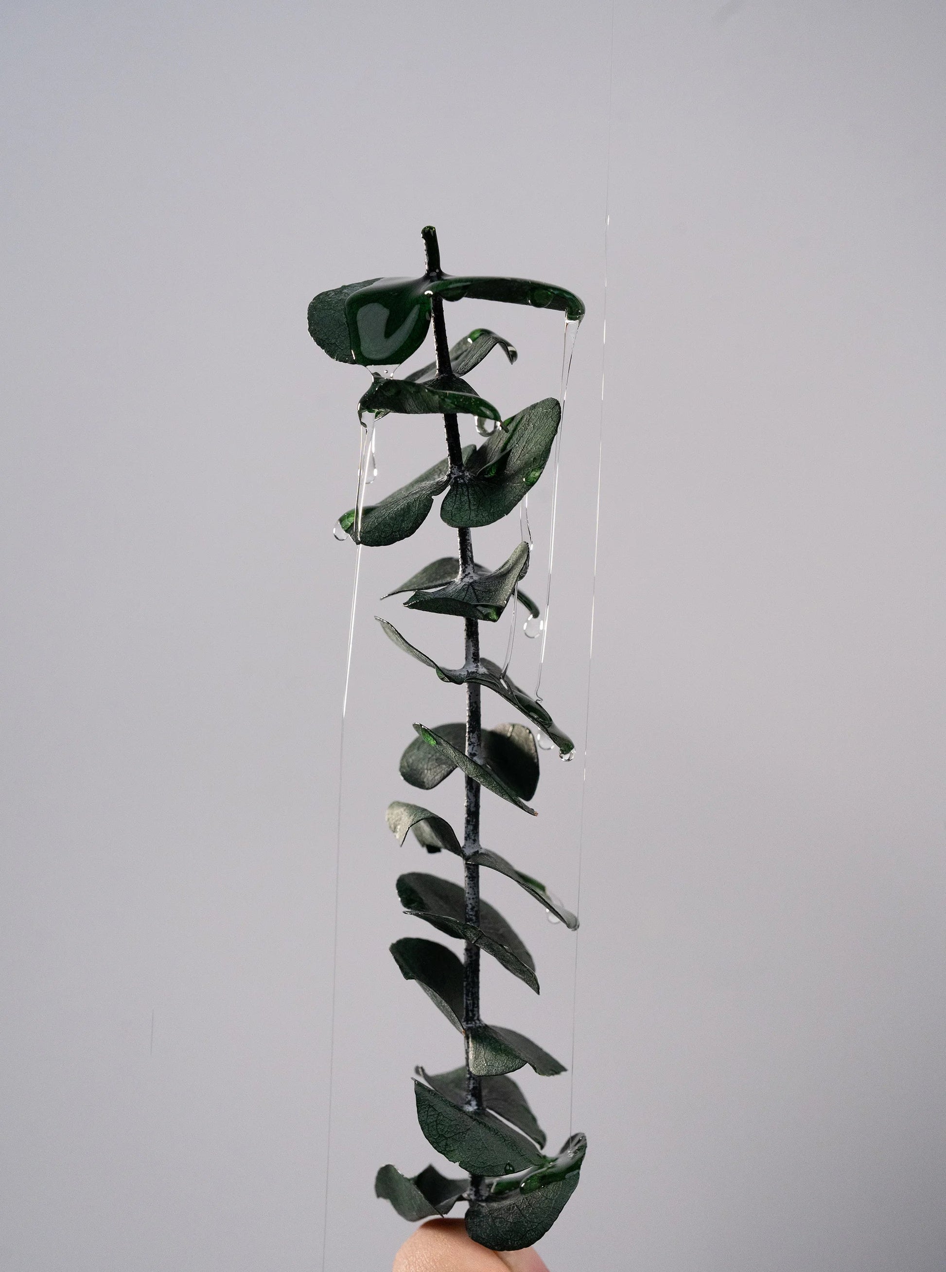 Ingrédients du parfum signature Lumina Terra, close up de l'eucalyptus. 