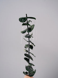 Ingrédients du parfum signature Lumina Terra, close up de l'eucalyptus. 