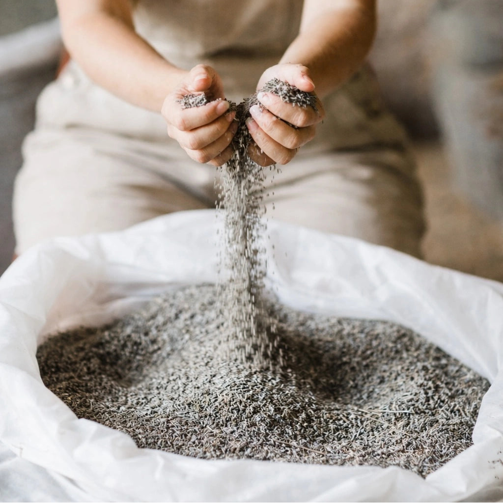 Mains dans la lavande biologique de Terre Ugo.