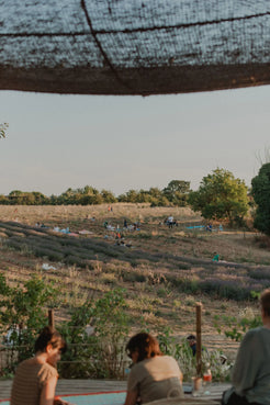 Pique nique dans le champ de lavande de Terre Ugo. 