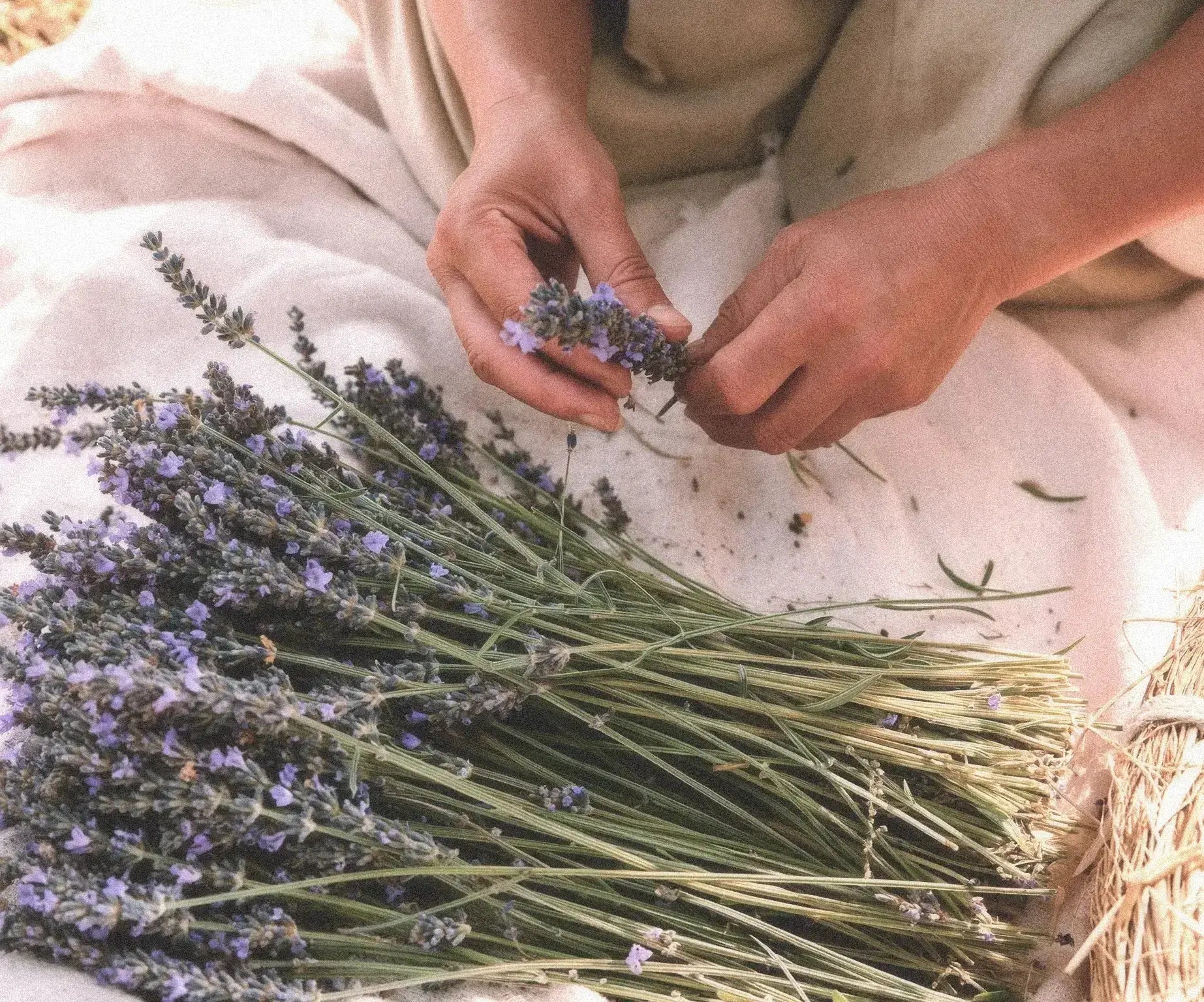 Sélection soignée de notre lavandin biologique à Terre Ugo.