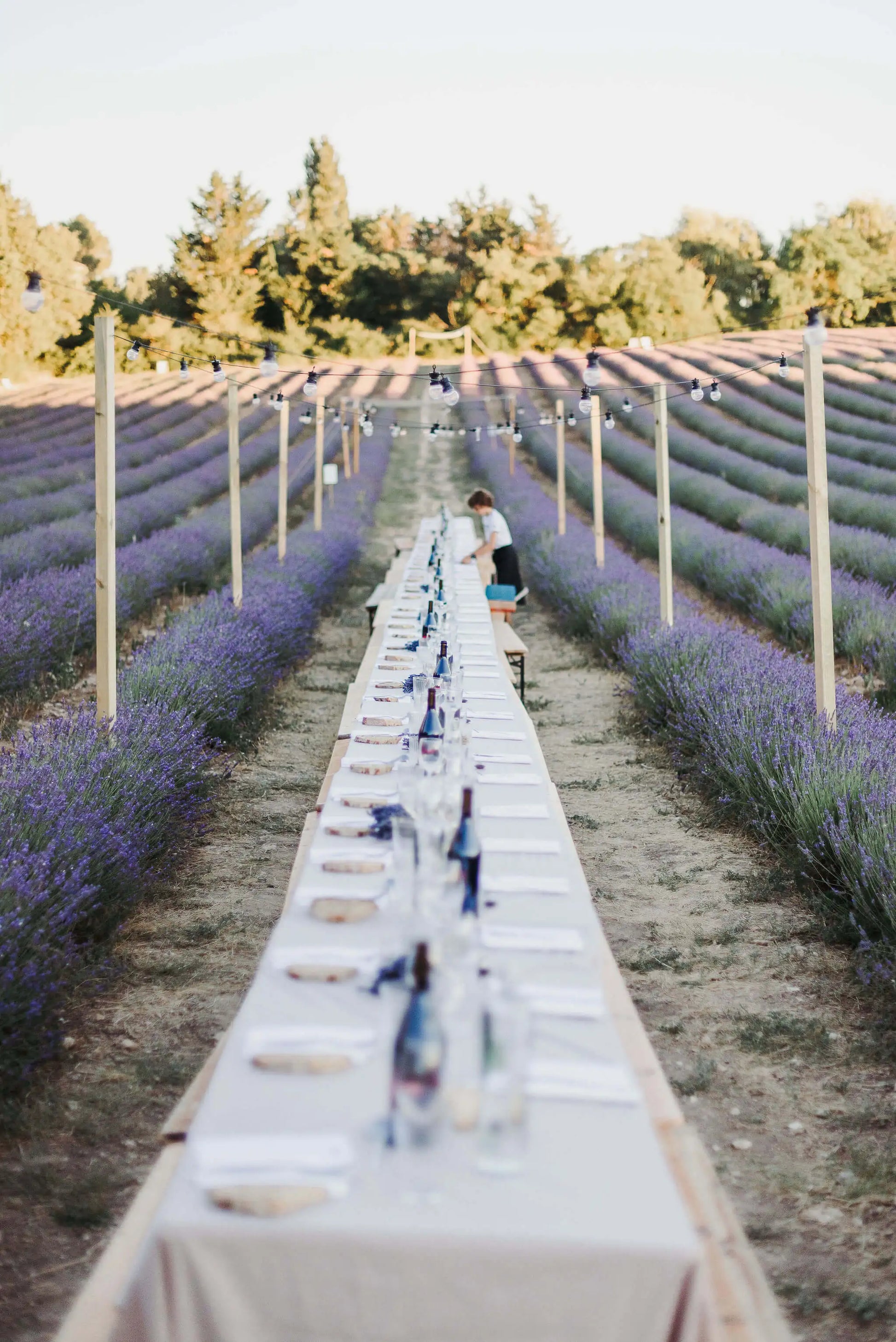 Mise en place de notre table pour les banquets d'été, au milieu du champ de Lavande à Terre Ugo. 