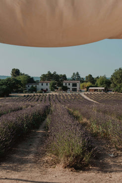 Vue panoramique du domaine Terre Ugo l'été 2024. 