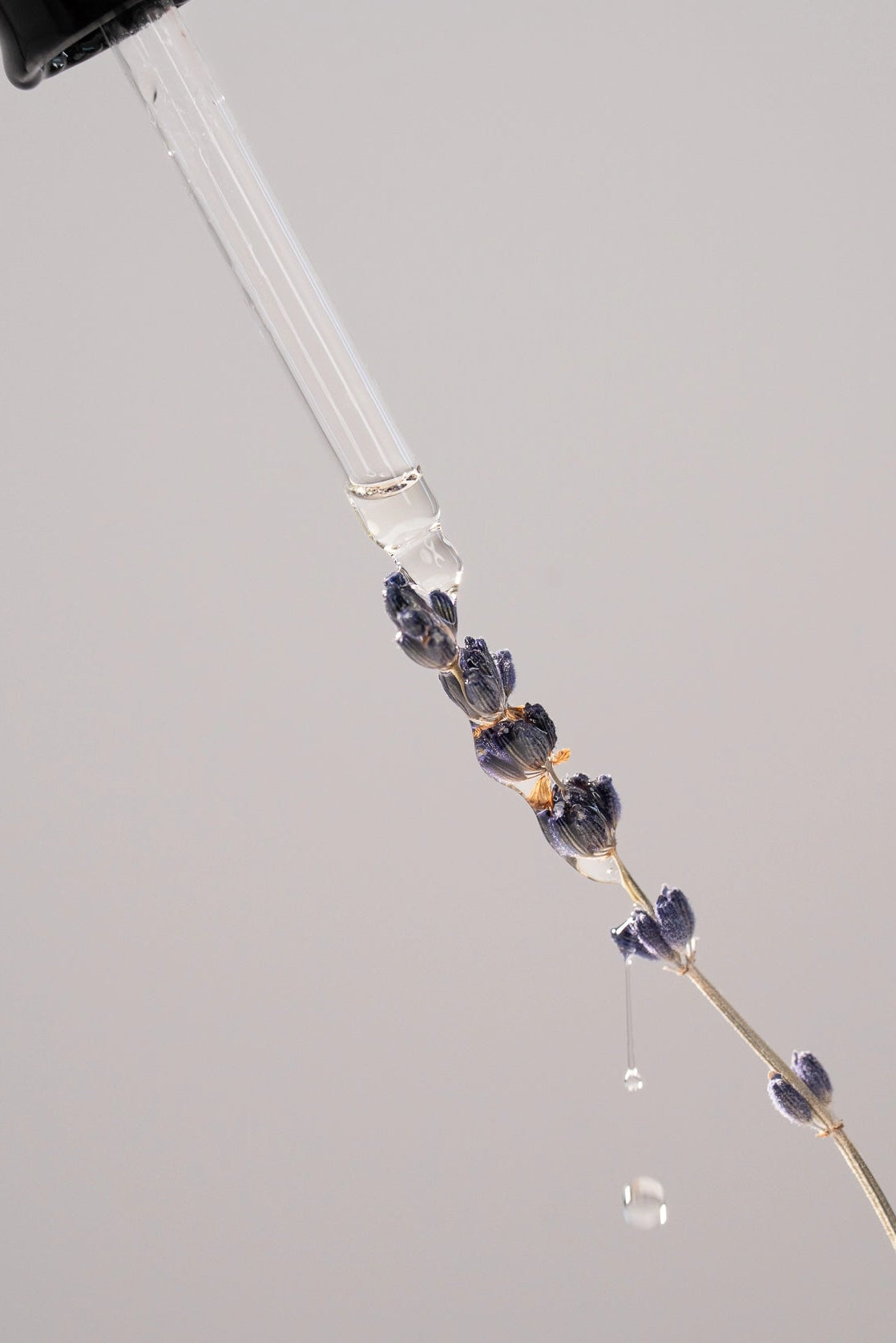 Photo du brin de lavande super bleue de Terre ugo et la pipette de l'huile de massage qui coule sur ses fleurs.